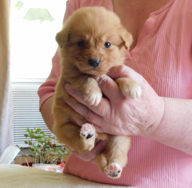 Redland Kennels Reg. Nova Scotia Duck Tolling Retrievers, Puppies